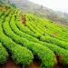 250 g de th vert Xinyang Maojian Th Mao Jian chinois aromatique - Buy Online on GoSupps.com