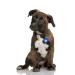 LED light trailers in blue for dogs cats and much more.Luminaire band Led dog collar dog trailer collar trailer one size light trailer blue