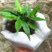 Hand Shaped Flower Pot Silicone Mold - Succulent Planter, Concrete Clay, Resin Jewelry Storage, Epoxy Casting Mold - Buy Online on GoSupps.com