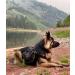 OllyDog Trekker RF Dog Backpack Harness - Lightweight Saddle Bag for Walking, Camping, and Backpacking - Medium Raven - Buy Online on GoSupps.com