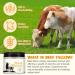 YKJHCSL Beef Tallow for Skin Beef Tallow Honey Balm Organic Moisturizer for Face & Body Skin Care Deeply Nourishes the Skins with Raw Wild Honey Fast Absorption for Dry & Aging Skin - Buy Online on GoSupps.com