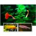 JUNNOTI 60G Aquarium Hatching Fish Food Artemia Shelling Eggs Brine Shrimp Shelling Eggfood for Feeding Baby Fishes - Buy Online on GoSupps.com