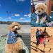 Blue Denim Dog Jean Jacket - Funny & Cool Puppy Vest Shirt for Small Medium Dogs (XS) - Buy Online on GoSupps.com