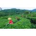 Th chinois Anxi Tieguanyin 250g frais naturel bio Tikuanyin Oolong th sain nourriture verte - Buy Online on GoSupps.com