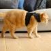 Bella & Balu Cat Harry - Durable Breast Dish with Leash Soft Lining & Breathable Mesh for Comfortable Walking (Small Black) - International Shipping Available - Buy Online on GoSupps.com