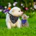 Buy Taozoey Dog Bandana Scarf - 3 PCs Triangle Neckerchief for Small & Medium Pets | Stylish Dog Accessories - Buy Online on GoSupps.com
