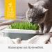GimCat Hydro Grass - Certified Fresh Cat Grass Ready in 5-8 Days - 1 Punnet (150g) - Buy Online on GoSupps.com