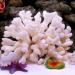 Buy Besimplle 2-Piece Artificial Coral Ornaments - Aquarium Resin Coral Decor & Underwater Sea Plants for Stunning Decor - Buy Online on GoSupps.com