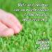 Pro-Kleen Artificial Grass Cleaner for Dogs and Pet Friendly Cruelty Free Disinfectant with Deodoriser 4 in 1 (10:1 Super Concentrate Makes 10 Litres) (1 Litre (Lavender)) 1 l (Pack of 1) - Buy Online on GoSupps.com