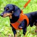 Joyal Dog Harness - Reflective Soft Padded Air-Mesh Vest for Small & Medium Dogs | Comfortable & Adjustable (M: 42-47cm) - Orange - Buy Online on GoSupps.com