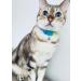 Kittyrama Cats & Kittens Collars | Vogue Featured Vet Approved Hypoallergenic & Comfortable - Shop Now! - Buy Online on GoSupps.com