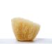 Aristos Premium Natural Bathing Sponge - 1 Year Durable Eco-Friendly Not Bleached - Greek Water Sponge 13-14cm - Plastic-Free Packaging - Buy Online on GoSupps.com