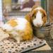 5 PCS Small Animal Winter Bedding Fleece Mats - Rabbit, Guinea Pig, Hamster Bed Mat with Cleaning Brush - Soft & Warm for Chinchilla, Hedgehog - Thickened Plush Material - Buy Online on GoSupps.com