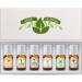 Fragrance Oils Set of 6 Scented Oils from Good Essential - Amber Oil  Coffee Oil  Leather Oil  Fresh Cotton Oil  Fresh Cut Grass Oil  Bamboo Oil: Aromatherapy  Perfume  Soaps  Candles  Slime  Lotions! Amazing Scents 6 Se...