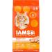 IAMS Proactive Health Minichunks Dog Food Dry Adult Chicken & Whole Grains Recipe 3.18kg (7LB) Bag & Proactive Health Healthy Adult Dry Cat Food with Chicken 1.59kg Bag 3.18 kg (Pack of 1) Mini Chunks + Cat Food 1.59kg Bag - Buy Online on GoSupps.com