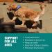 Glucosamine for Dogs Soft Chews 120 ct - Hip and Joint Supplement with Chondroitin, Turmeric, MSM - Vitamin E for Small, Large Breed & Senior Dogs - Mobility Support - 120 Count - Buy Online on GoSupps.com