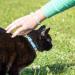 Pettsie Cat Kitten Collar - Breakaway Safety & Friendship Bracelet - Durable 100% Cotton - Adjustable with D-Ring - Blue - Gift Box Included - Buy Online on GoSupps.com