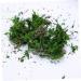 LIFKICH Fake Moss 3 Packs Fairy Garden Plants Dried Moss Dried Plants Decorative Moss Dried Lichen Bonsai Artificial Dried Moss - Buy Online on GoSupps.com
