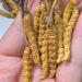 Cordyceps Sinensis 100% Wild Cordyceps Whole Himalyan Cordyceps Sinensis Mushroom 100% Dong Chong Xia Cao Chinese Caterpillar Fungus winterworm Summerherb (5g) 1 count (Pack of 1) - Buy Online on GoSupps.com