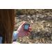 Bushnell BackTrack Mini GPS Navigation  Portable Waterproof GPS for Hiking Hunting and Backpacking - Buy Online on GoSupps.com