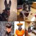Dog Bandana Halloween EYLEER Premium Pet Dog Cat Puppy Happy Halloween Bandana Scarfs Kerchief Bibs Halloween Costume Accessories for Pet Dog Cat Small Medium Large(Black Pumpkin) - Buy Online on GoSupps.com