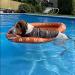 Vercico Inflatable Pool Float for Dogs and Puppies Large Contemporary Pet Dog Cat Swimming Pool Float Ride on Orange - Buy Online on GoSupps.com