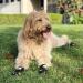 QUMY Waterproof Dog Boots - Anti-Slip Shoes with Reflective Strips (4PCS Set) - Buy Online on GoSupps.com