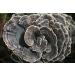 Turkey Tail | Live Liquid Mushroom Culture Syringe | Premium Genetics | Commercial Grade | Medicinal Mushroom | Immunity Boost | Increases Cancer Fighting Cells | Contamination Free | Grow at Home | LABSIDE Industries - Buy Online on GoSupps.com