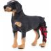 Dog Right Hind Leg Knee Brace Dog Braces for Back Legs Super Supportive for Heals Prevents Injuries Sprains Protects Wounds. B Medium - Buy Online on GoSupps.com