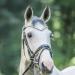 Start Wodenhringriemen Horse Glitter Headband | Leather Diamond Stirrup Strap for Warmblood Thoroughbred & Pony | COB Black/Shimmering - Buy Online on GoSupps.com