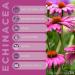 Vitaherbs Echinacea Tablets 200mg - 70 Vegan Tablets | Premium Quality Echinacea Purpurea Supplement - Made in the UK - Buy Online on GoSupps.com