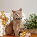 Personalized Leather Cat Collar with Bell and Rhinestone - Adjustable Safety Collar for Cats and Kittens (Black, 7-10 Inch) - Buy Online on GoSupps.com