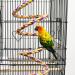 ASOCEA Bird Perch Rope Stand Swing Climbing Toy for Parrot, Budgie, Cockatiel - Bungee Bird Toy - Buy Online on GoSupps.com