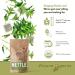 Organic Stinging Nettle Tea - 100 Bags - Joint & Blood Sugar Support, Allergy Relief - Urtica Tea - Buy Online on GoSupps.com