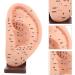 iplusmile Acupuncture Ear Teaching Model - Educational Ear Massage Tool - Buy Online on GoSupps.com