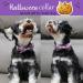 Shop Cute Pumpkin Dog Collar - Halloween Pet Accessories | Skull & Bat Design - Small Size - Perfect for Spooky Season! - Buy Online on GoSupps.com