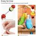 3 Pcs Parrot Feeder Stainless Steel Parrot Basket Bird Foraging Toy Include 2 Pcs Food Basket and a Fruit Fork Bird Fruit Holder Skewer Feeding Bird Cage Device for Parrot Birds - Buy Online on GoSupps.com