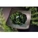 YUHO First-Grade Wakame Raw Material Hand-Harvested Sun Dried Seaweed Soft Texture Mild Taste 60g (Pack of 4) - Buy Online on GoSupps.com