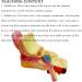 Ear Anatomy Magnified Model Biological Teaching 5 Times Natural Large Cochlea Model External Middle and Inner Ear Demonstration Teaching Aids - Buy Online on GoSupps.com