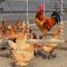 MEISH Chicken Swing Wooden Toys Chicken Hanging Swings Toys Climbing Stand Ladder Safe Wooden Ladder for Hens Bird Parrot - Buy Online on GoSupps.com