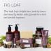 Beekman 1802 Goat Milk Lotion 12.5 oz - Hydrating & Exfoliating Body Lotion for Sensitive Skin - Cruelty Free Fig Leaf - Buy Online on GoSupps.com