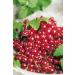 Red Currant 'Rovada ' - Half Standard in Container | Premium International Shipping - Buy Online on GoSupps.com