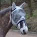 Masta Fly Mask with Ears & Nose Fringe - Full Equine Protection Secure Eye Clearance Sturdy Mesh Material Sensitive Nose Fringe UV Radiation Block Customisable Fit Soft Fleece Edge PONY Grey - Buy Online on GoSupps.com