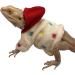 Bearded Dragon Clothes - Cotton Lizard Warm Coat Hoodies Jacket Reptile Clothes for Lizard Bearded Dragon Crested Chameleon Beige - Buy Online on GoSupps.com