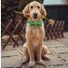Dogwong Green Dog Leash - Comfortable Adjustable Pet Line for Small & Medium Dogs (Pack of 1) Ideal for Boys & Girls - Buy Online on GoSupps.com