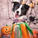 Shop Cute Pink Pumpkin Halloween Dog Costume | Adjustable Aring Pet Halison with Flower | XL Pumpkin Lamp & Metal Beak - Buy Online on GoSupps.com