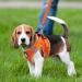 Zhenle Adjustable Reflective Cat Dishes Set with Leash - Orange Collars & Breast Dishes for Cats | International Shipping Available - Buy Online on GoSupps.com