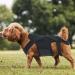 Back Bracer for IVDD in Dogs Dog Back Brace for Dogs Arthritis Spinal Surgical Recovery Herniated Disc Slipped Disc Rehabilitation Adjustable Back Support Back Protector (L) - Buy Online on GoSupps.com