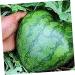 HOMSFOU Fruit Shaping Molds Vegetables Transparent Strawberry Forming Shaping Mould Garden Shaping Molds Fruit Watermelon Moss 17x17cm Transparent - Buy Online on GoSupps.com