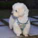 Buy Heele Dog Harness for Small & Medium Dogs - Adjustable Reflective Soft Mesh Breathable & Comfortable - Dark Green 2XS - Buy Online on GoSupps.com
